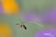 nemophora degenerella11.jpg