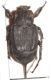 Valgus hemipterus fem1.JPG