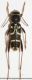 Clytus rhamni1.JPG