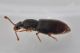 2 monotoma brevicollis monotomidae san giorio .JPG