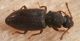 4 monotoma brevicollis monotomidae)san giorio .jpg