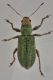 1 pachyrhinus lethierryi curculionidae via don luigi balbiano .JPG