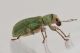 4 pachyrhinus lethierryi curculionidae via don luigi balbiano .JPG