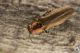 IMG_3042_Agrilus_s.JPG
