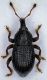 tn_Leiosoma sp..jpg