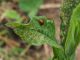 Sphaeroderma_sp (2).jpg