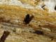 Silvanidae_forse_02_Cineto-Romano_24-VI-2010.jpg