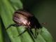 LameSesia_201906016_1000.jpg