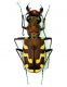 Cicindela iberica per FEI.jpg