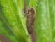 Buprestidae.JPG