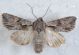 Chloantha hyperici1.JPG
