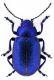 Oreina-cf-caerulea.jpg