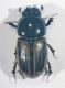 2019-07-21-09.49.19 ZS PMax.jpg