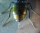 Chrysis gr. leachii 010 A.jpg