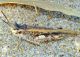 Acrotylus patruelis (Herrich-Schäffer, 1838) _2018_07_26_Portixeddu_163.jpg
