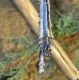 Orthetrum_2_2019_07_26_Portixeddu.JPG