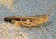 Aiolopus strepens strepens (Latreille, 1804) 2019_07_22_Portixeddu.jpg