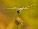selysiothemis_nigra_s_8080.jpg