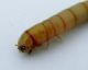 larva elateride 002.JPG