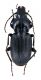 Comb2766-15zL6cr.jpg