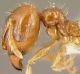 Testa Pheidole.jpg