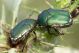 Protaetia trojana IMG_8762.jpg