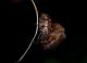 Amphimallon-(Amphimallon)-solstitiale-solstitiale-(Linné-1758)---Feltre-(BL)---Veneto8.jpg