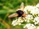 DSC07529.JPG