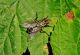 DSC07658.JPG