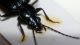 ocydromus cf. concoeruleus 2.jpg
