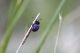 Timarcha tenebricosa (crysomelidae).JPG