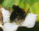 andrena thoracica M.jpg