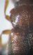 particolare cryptiphagidae 009.JPG