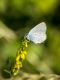 cupido_alcetas_s_9044.jpg