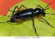 stock-photo-ground-beetle-32033887.jpg