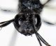 Ibalia leucospoides 3.jpg