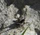 2019831232416_Tettigoniidae ingrandito 2.jpg