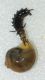 small.Larva3.jpg