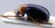 crysomelidae1.jpg