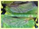 probabile Xanthogramma sp. - Anzio - 17.8.2019 - (2).JPG