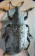 Pseudocleonus 003 A.jpg