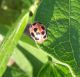 coccinella2.jpg