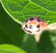 coccinella1.jpg