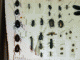 Immagine 213.gif