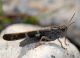 Oedipoda sp (1).jpg