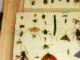 Immagine 218.gif