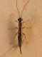 Ichneumonidae SME Nord 14 IX 2019 mm. 5 DSCN6400.JPG