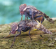 platystoma.png