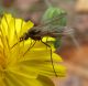 Phthiria sp. 2a (11-5-14 Pinares de Venecia).jpg