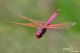Trithemis annulata148.jpg